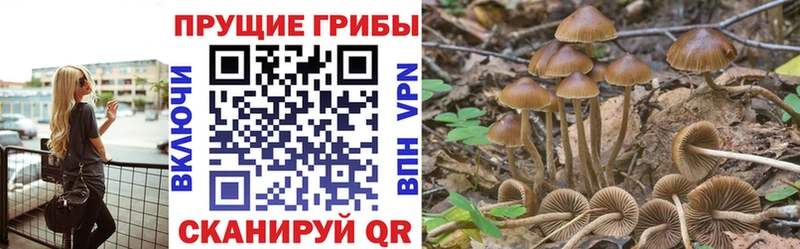 Псилоцибиновые грибы Cubensis  купить  цена  Кущёвская 